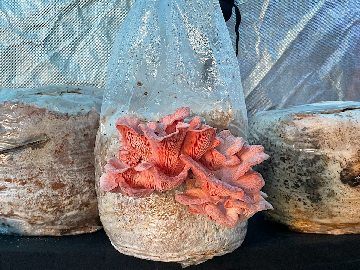 Otoño. Outono. Autumn.