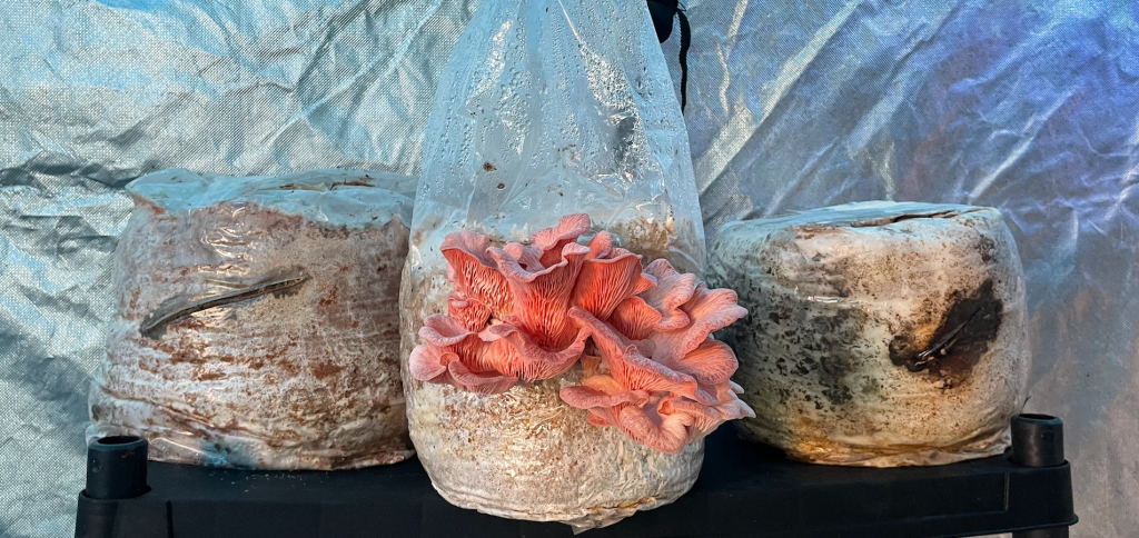 Otoño. Outono. Autumn.